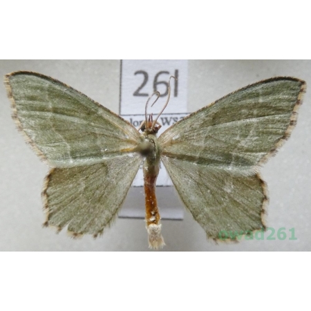 Hemithea aestivaria (Hübner, 1789) Poland26l